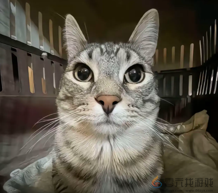 严肃猫表情包大全(图1)